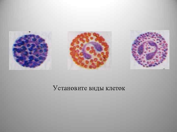 Установите виды клеток 