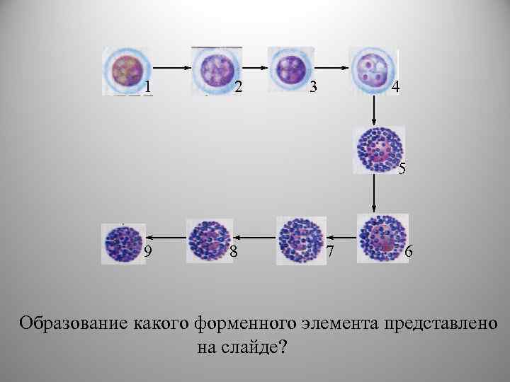 1 2 3 4 5 9 8 7 6 Образование какого форменного элемента представлено