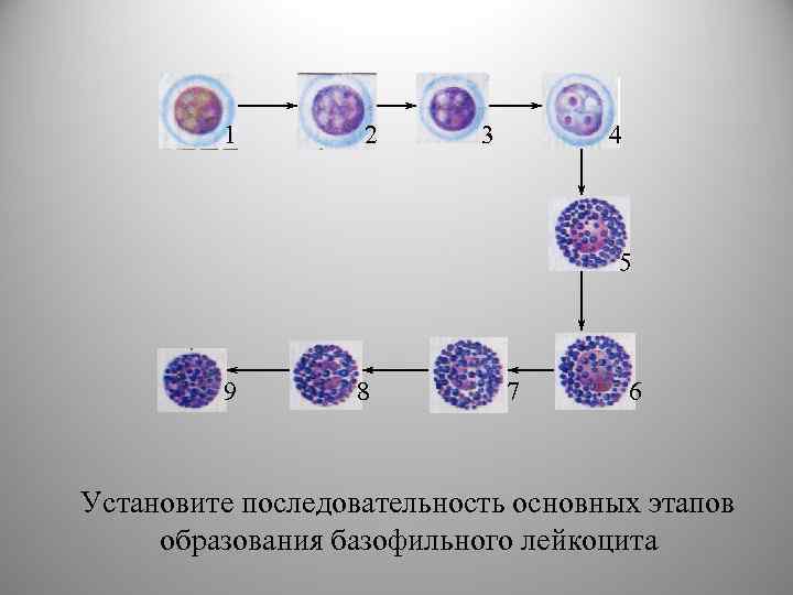 1 2 3 4 5 9 8 7 6 Установите последовательность основных этапов образования