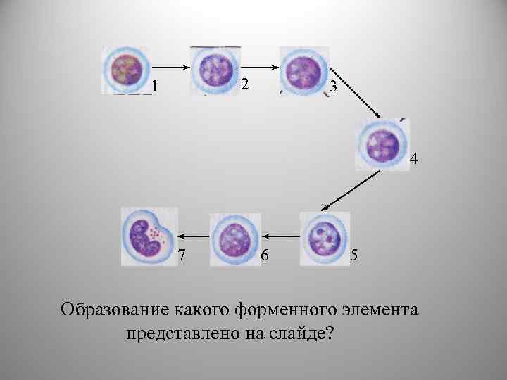 2 1 3 4 7 6 5 Образование какого форменного элемента представлено на слайде?