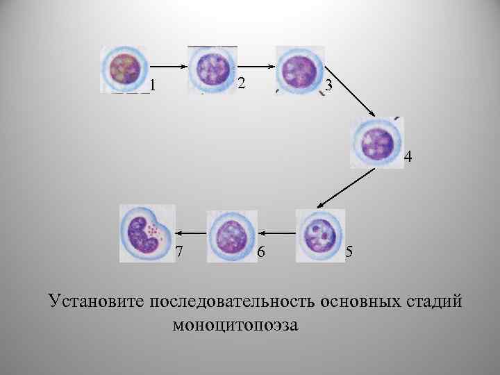 2 1 3 4 7 6 5 Установите последовательность основных стадий моноцитопоэза 