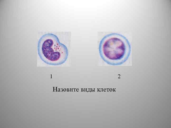 1 2 Назовите виды клеток 