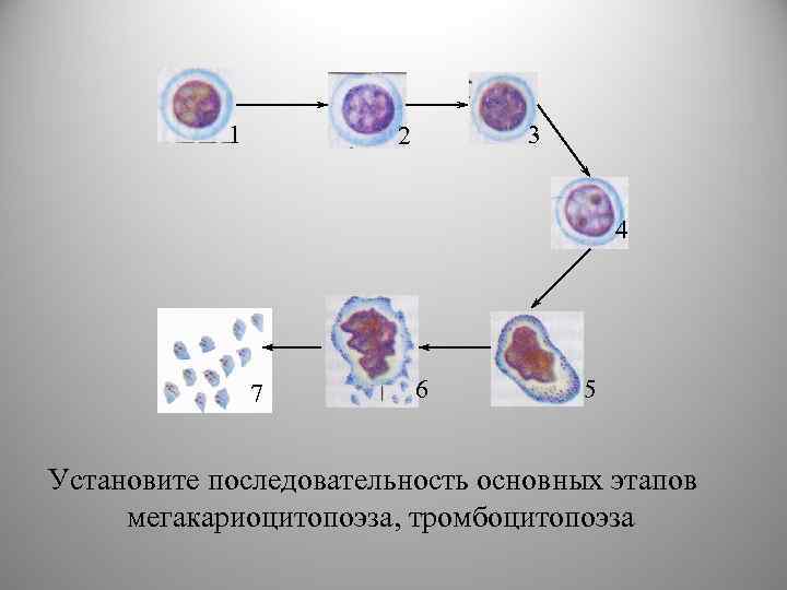 1 3 2 4 7 6 5 Установите последовательность основных этапов мегакариоцитопоэза, тромбоцитопоэза 