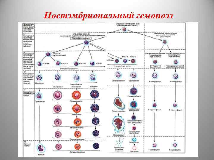 Постэмбриональный гемопоэз 