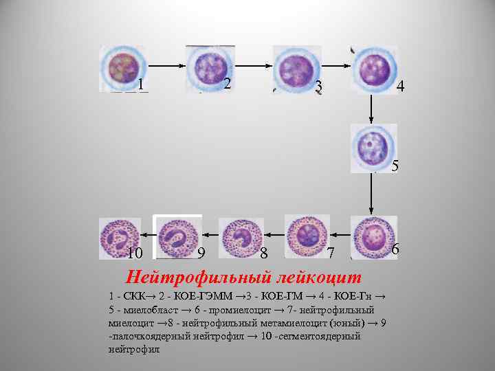 2 1 3 4 5 10 9 8 7 Нейтрофильный лейкоцит 1 - СКК→