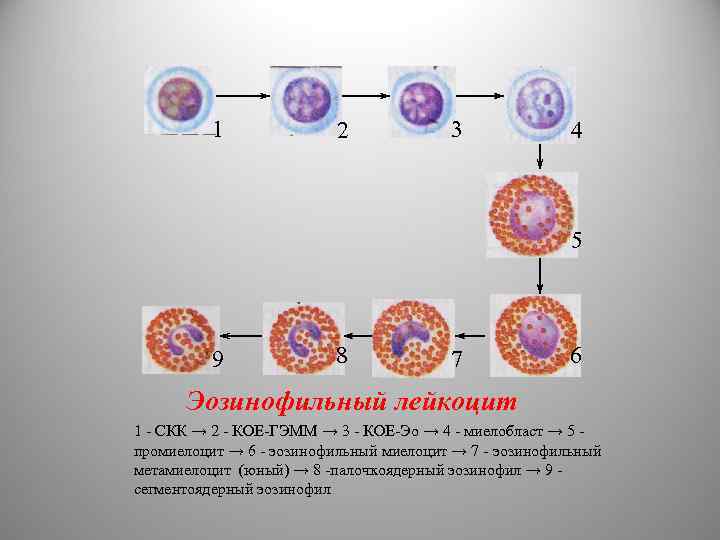 1 2 3 4 5 9 8 7 6 Эозинофильный лейкоцит 1 - СКК
