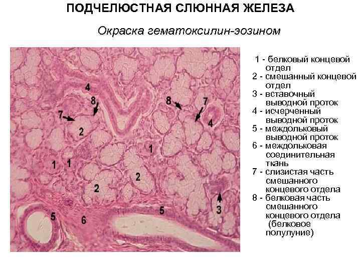 ПОДЧЕЛЮСТНАЯ СЛЮННАЯ ЖЕЛЕЗА Окраска гематоксилин-эозином 1 - белковый концевой отдел 2 - смешанный концевой