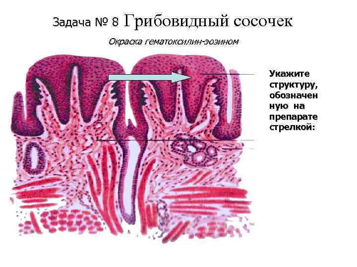 Задача № 8 Грибовидный сосочек Окраска гематоксилин-эозином Укажите структуру, обозначен ную на препарате стрелкой: