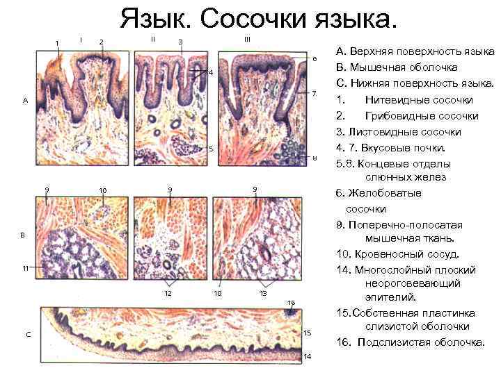 Язык. Сосочки языка. А. Верхняя поверхность языка В. Мышечная оболочка С. Нижняя поверхность языка.