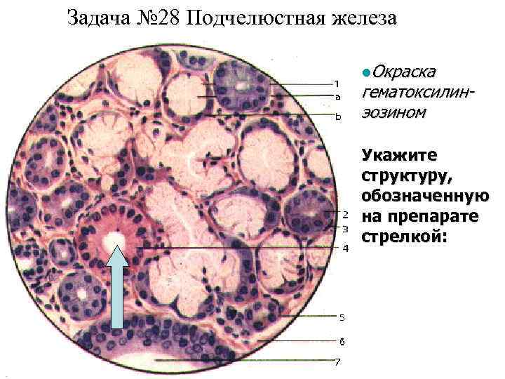 Задача № 28 Подчелюстная железа l. Окраска гематоксилинэозином Укажите структуру, обозначенную на препарате стрелкой:
