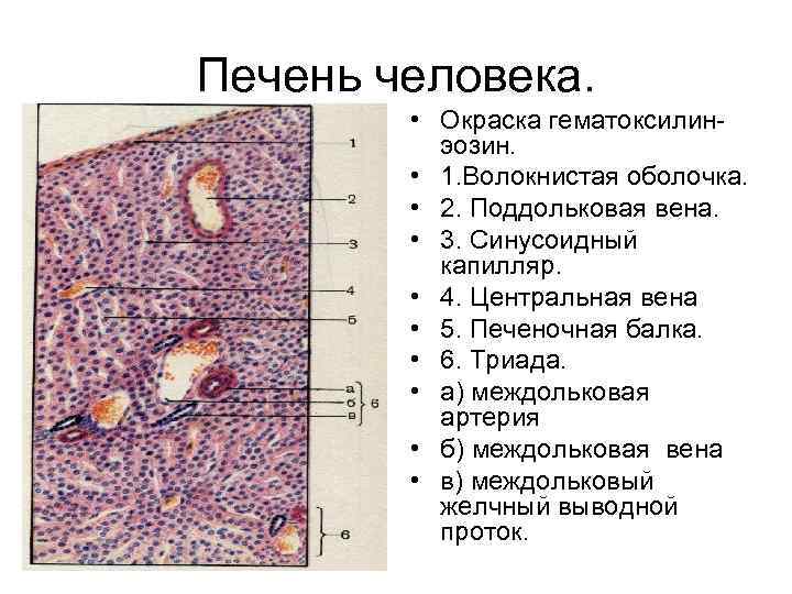 Печень гистология рисунок