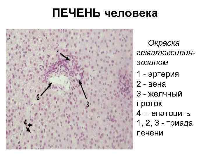 ПЕЧЕНЬ человека • Окраска гематоксилинэозином • 1 - артерия 2 - вена 3 -