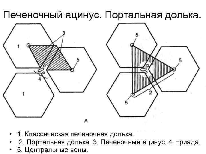  Печеночный ацинус. Портальная долька. • 1. Классическая печеночная долька. • 2. Портальная долька.