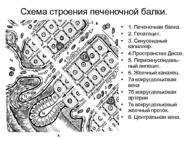 Схема строения печеночной балки. • 1. Печеночная балка. • 2. Гепатоцит. • 3. Синусоидный