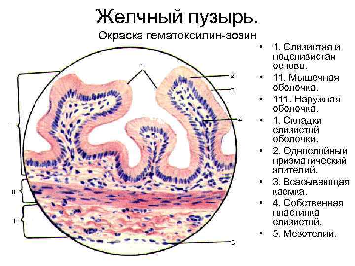 Подслизистая толстой кишки