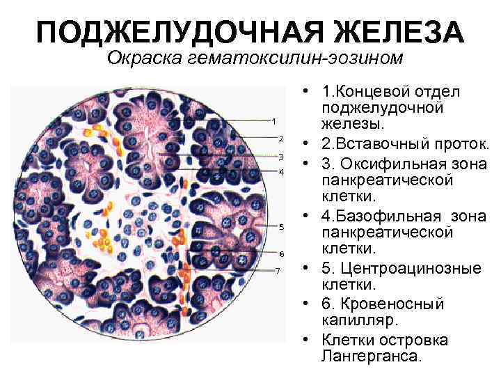 ПОДЖЕЛУДОЧНАЯ ЖЕЛЕЗА Окраска гематоксилин-эозином • 1. Концевой отдел поджелудочной железы. • 2. Вставочный проток.