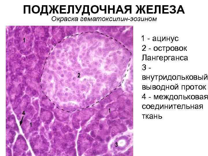 ПОДЖЕЛУДОЧНАЯ ЖЕЛЕЗА Окраска гематоксилин-эозином 1 - ацинус 2 - островок Лангерганса 3 - внутридольковый