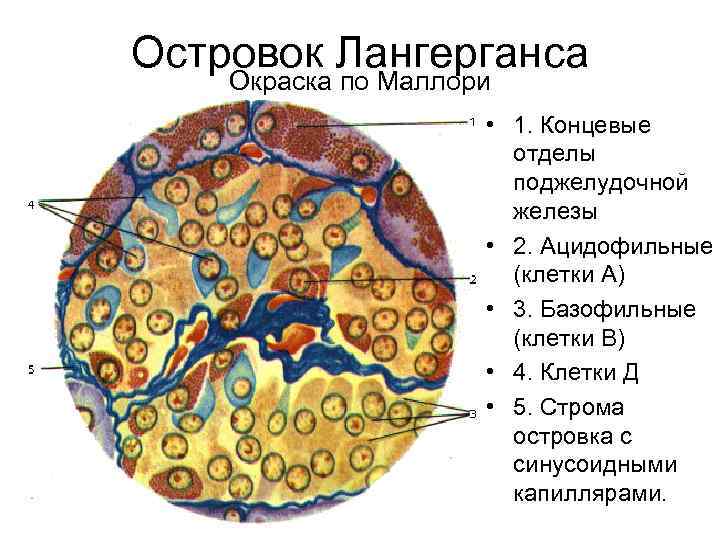Островок Лангерганса Окраска по Маллори • 1. Концевые отделы поджелудочной железы • 2. Ацидофильные