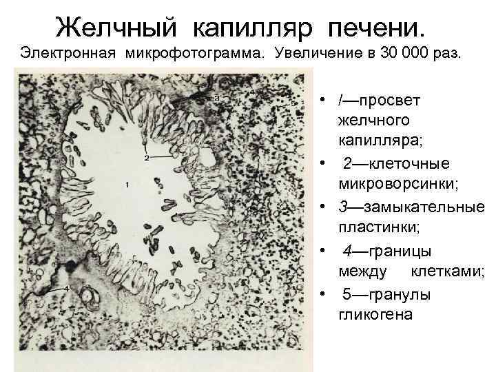 Желчный капилляр печени. Электронная микрофотограмма. Увеличение в 30 000 раз. • /—просвет желчного капилляра;