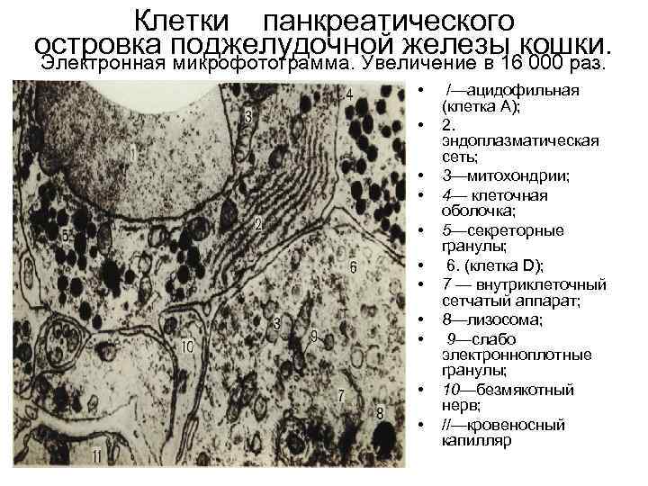 Клетки панкреатического островка поджелудочной железы кошки. Электронная микрофотограмма. Увеличение в 16 000 раз. •