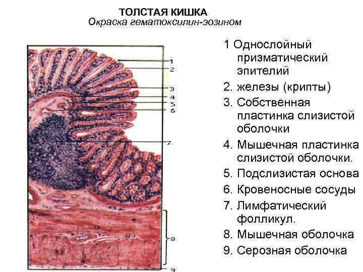 Толстая кишка схема