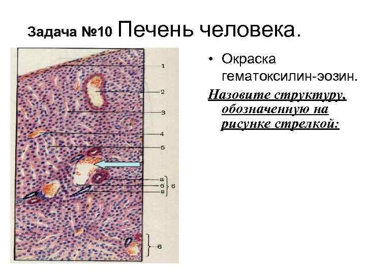 Печень на рисунке