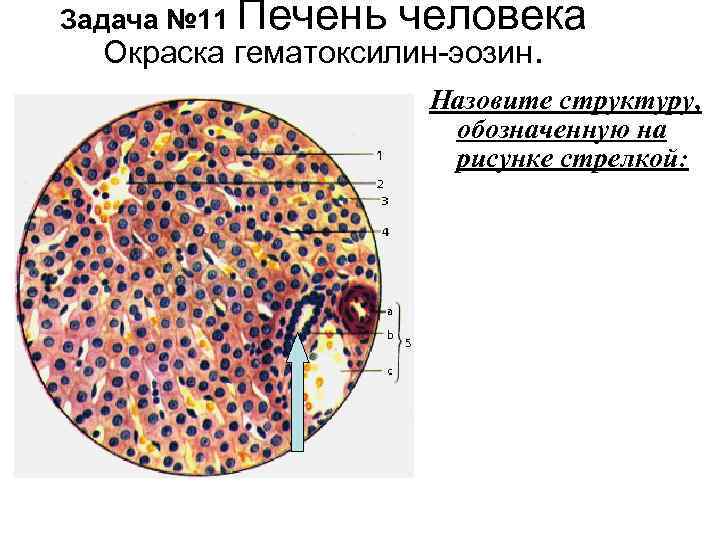 Печень на рисунке