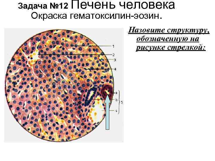 Печень на рисунке