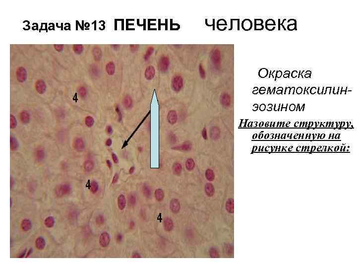 Печень на рисунке