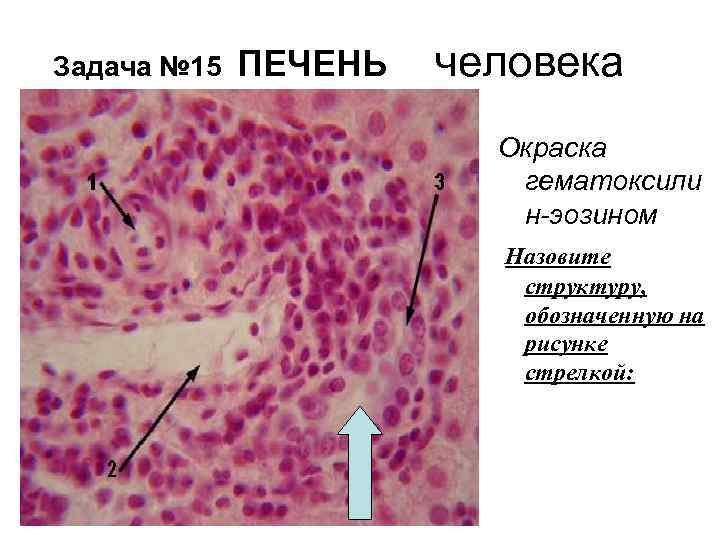 Печень на рисунке