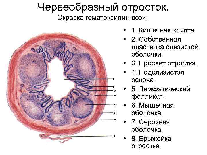 Червеобразный отросток. Окраска гематоксилин-эозин • 1. Кишечная крипта. • 2. Собственная пластинка слизистой оболочки.