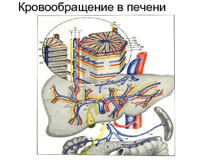  Кровообращение в печени 