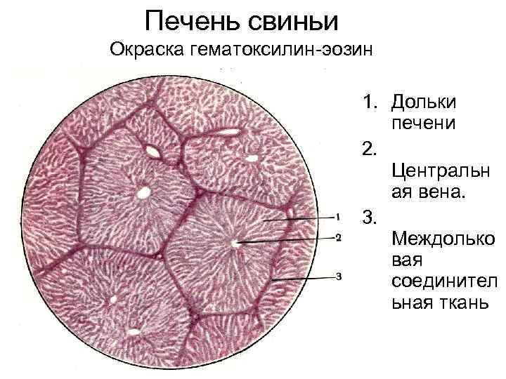 Печень свиньи Окраска гематоксилин-эозин 1. Дольки печени 2. Центральн ая вена. 3. Междолько вая
