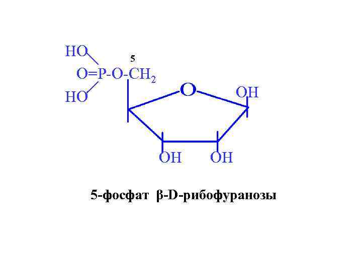 HO 5 O=P-O-CH 2 HO OH OH OH 5 -фосфат β-D-рибофуранозы 