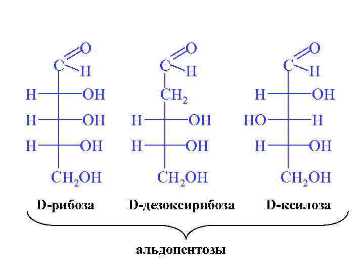 H O C H OH HO H OH H CH 2 OH D-рибоза O