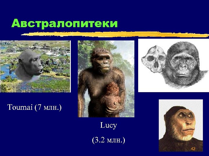 Австралопитеки Toumai (7 млн. ) Lucy (3. 2 млн. ) 42 