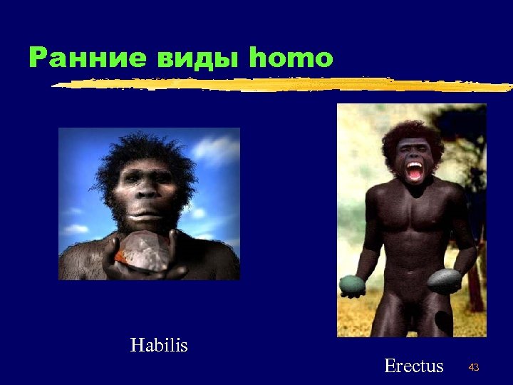 Ранние виды homo Habilis Erectus 43 