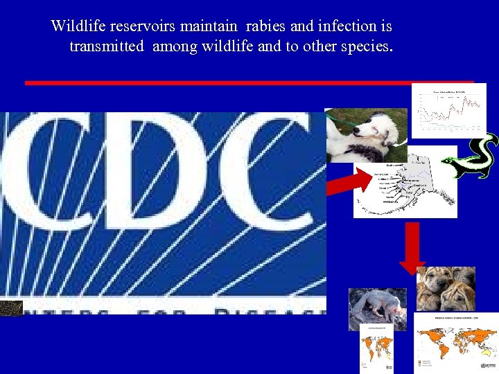 Wildlife reservoirs maintain rabies and infection is transmitted among wildlife and to other species.