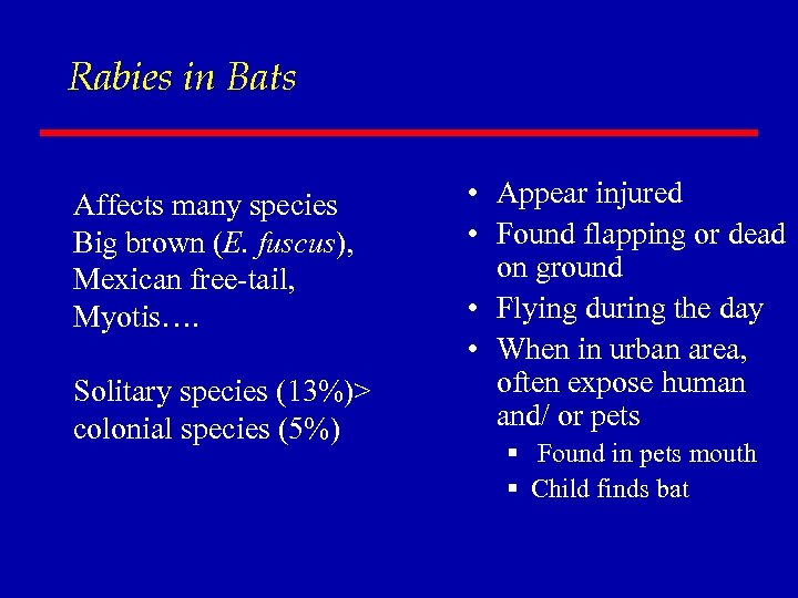 Rabies in Bats Affects many species Big brown (E. fuscus), Mexican free-tail, Myotis…. Solitary