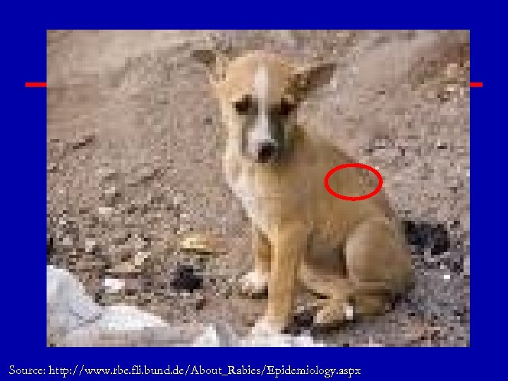Source: http: //www. rbe. fli. bund. de/About_Rabies/Epidemiology. aspx 