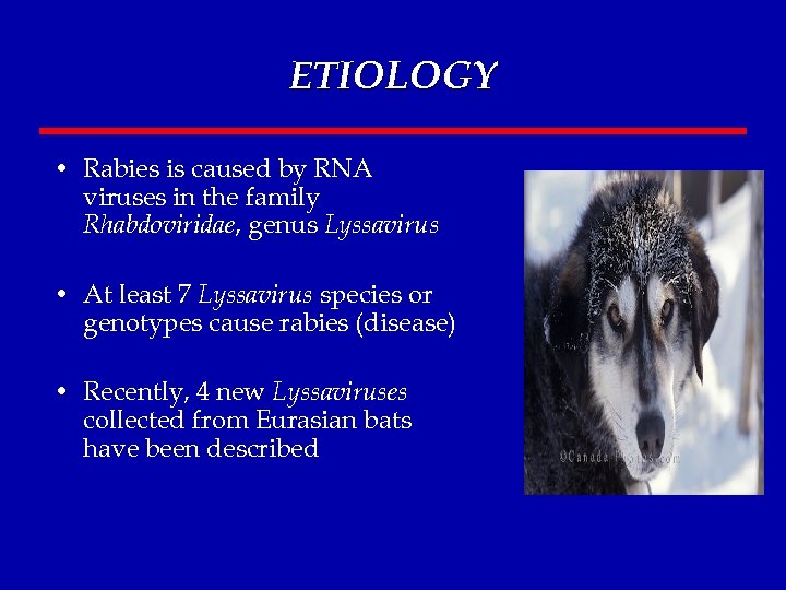 ETIOLOGY • Rabies is caused by RNA viruses in the family Rhabdoviridae, genus Lyssavirus