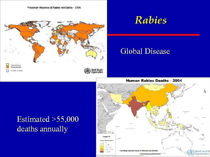 Rabies • Global Disease Estimated >55, 000 deaths annually 