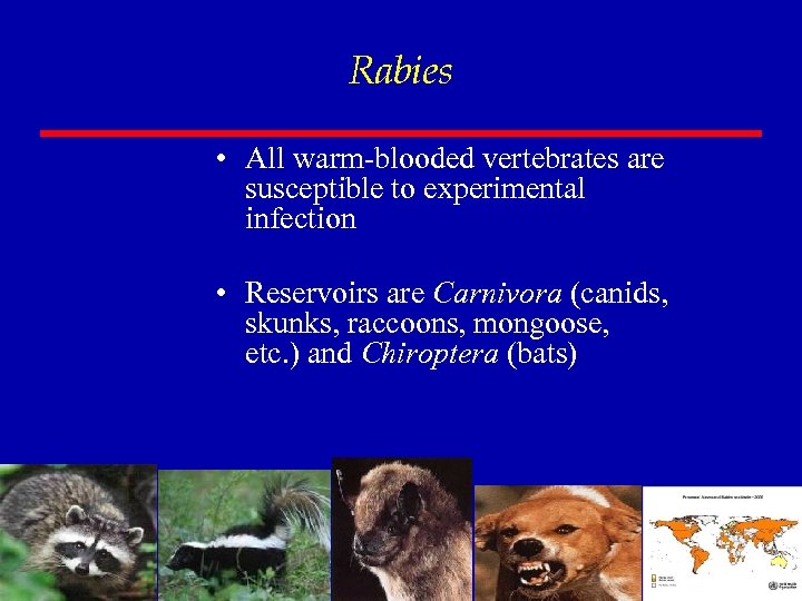 Rabies • All warm-blooded vertebrates are susceptible to experimental infection • Reservoirs are Carnivora