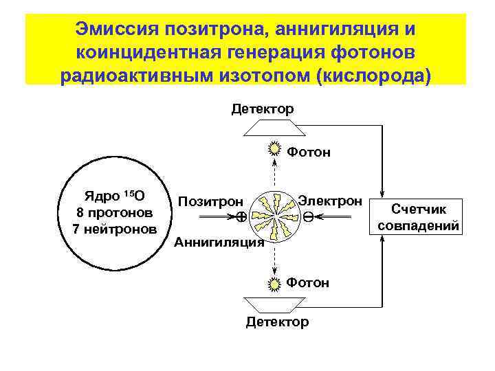 Эмиссия позитрона, аннигиляция и коинцидентная генерация фотонов радиоактивным изотопом (кислорода) Детектор Фотон Ядро 15