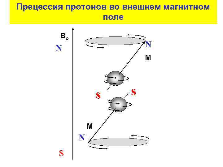 Прецессия протонов во внешнем магнитном поле Во N N М s М N S