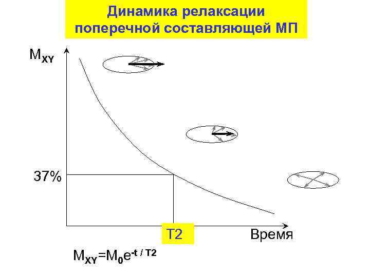 Динамика релаксации поперечной составляющей МП MXY 37% T 2 MXY=M 0 e-t / T