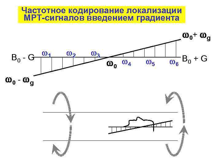 Частотное кодирование локализации МРТ-сигналов введением градиента 0 + g B 0 - G 0