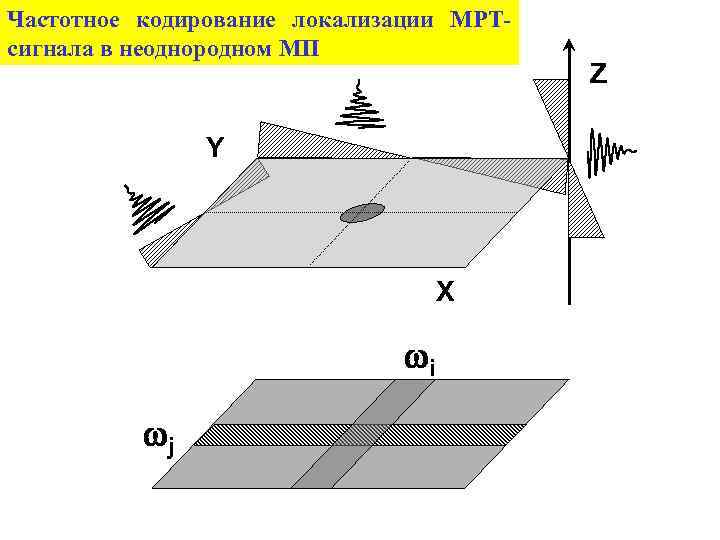 Частотное кодирование локализации МРТсигнала в неоднородном МП Y X i j Z 