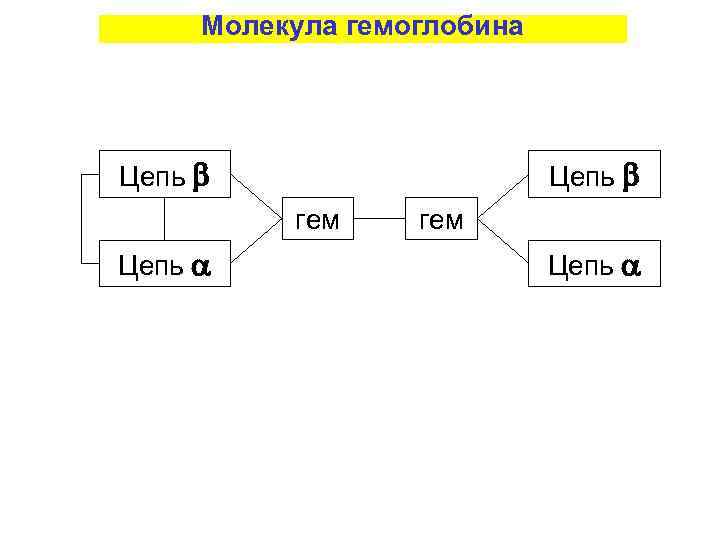 Молекула гемоглобина Цепь гем Цепь 