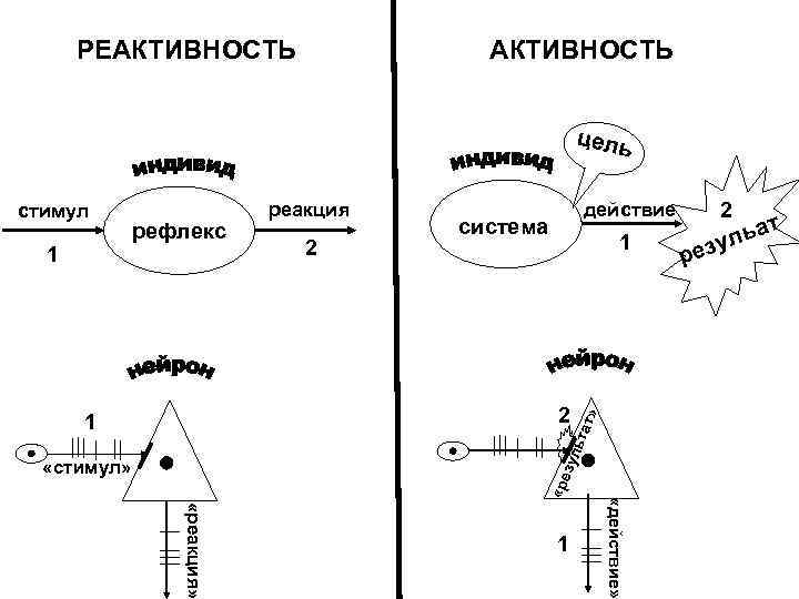 Реактивность животных. Реактивность и активность. Сензитивность реактивность активность. Активность и реактивность в психологии. Реактивность темперамента.